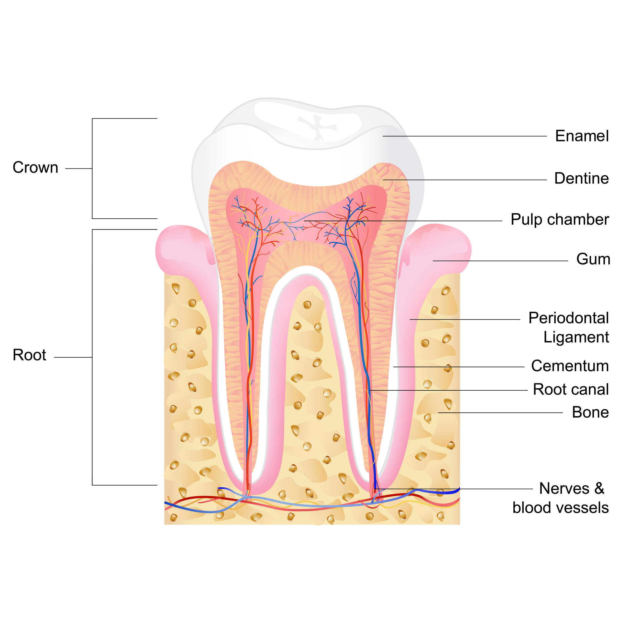 A diagram of the tooth showing the root canal. 